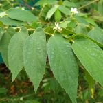 Kekayaan Manfaat Daun Kersen Bagi Kesehatan